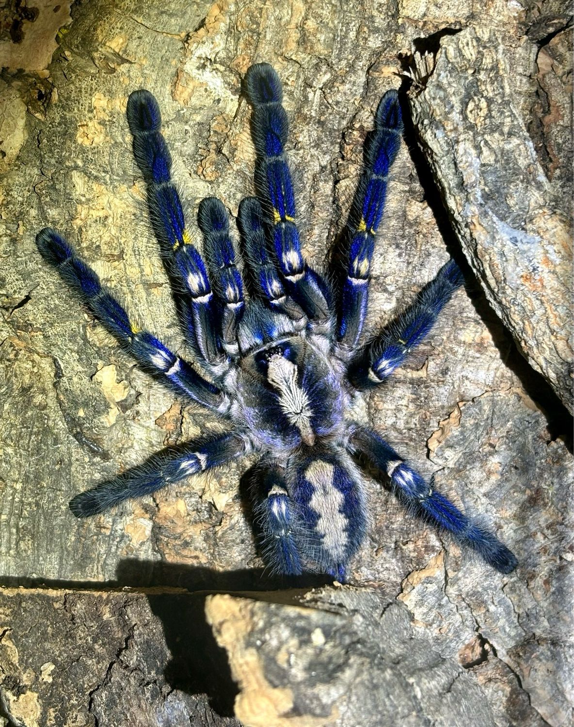 Poecilotheria metallica (4cm KL)