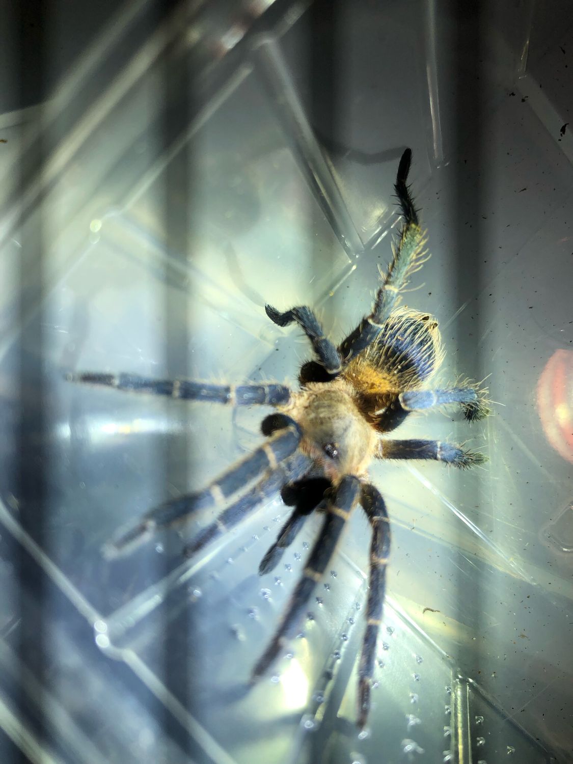 Pseudhapalopus sp. yellow blue (3cm KL)