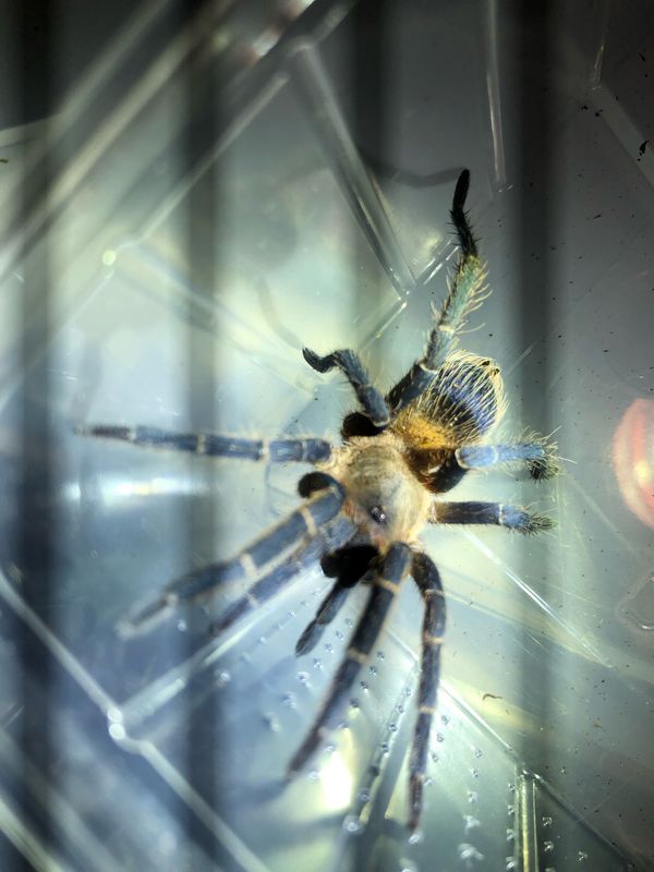 Pseudhapalopus sp. yellow blue (3,5cm KL)