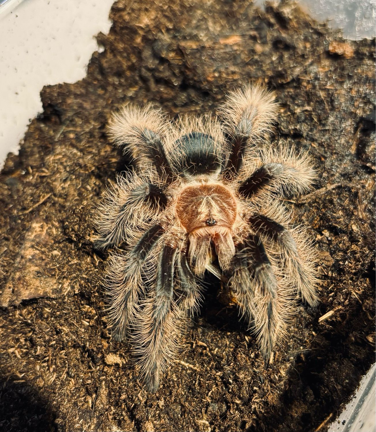 Tliltocatl albopilosum nicaragua (4cm KL)