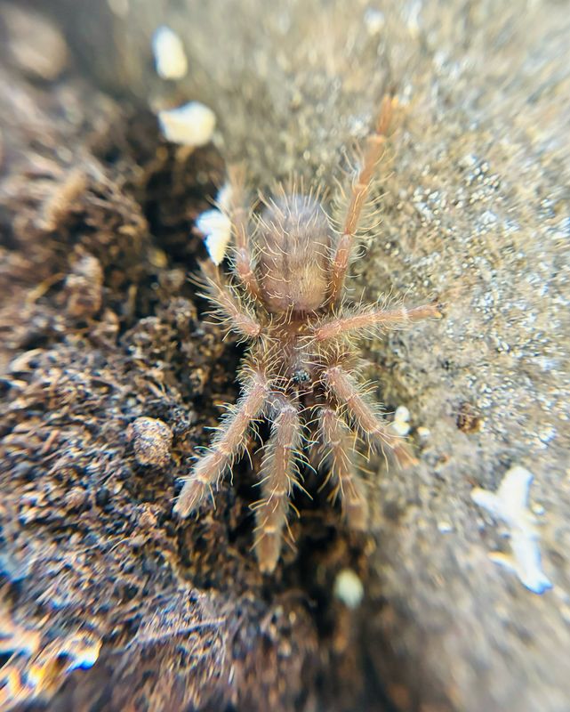 Phormingochilus arboricola (2cm KL)