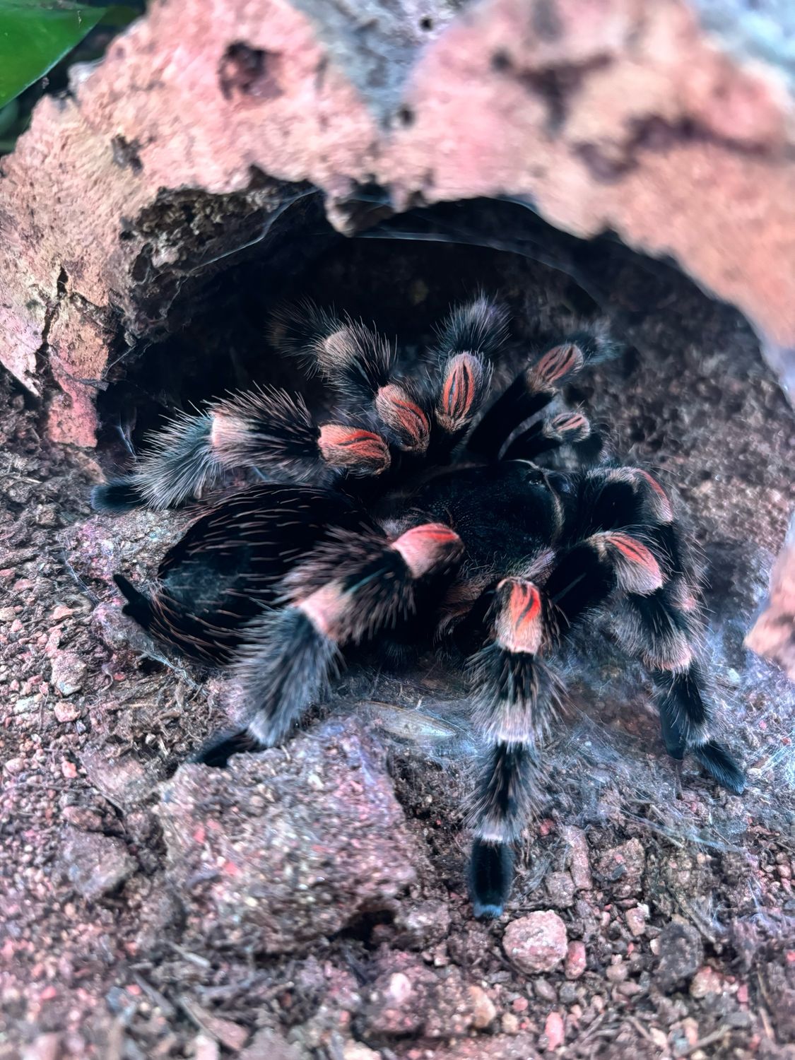 Brachypelma hamorii (6,5cm KL)