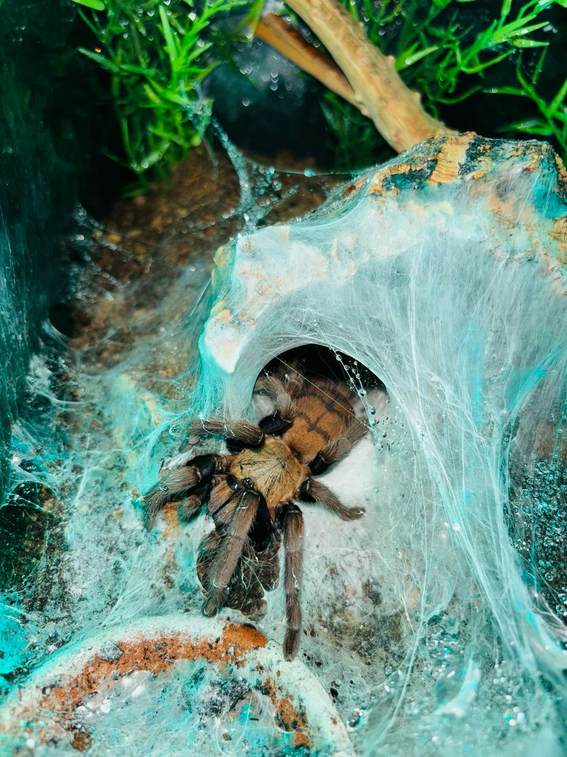 Chilobrachys fimbriatus (3,5cm KL)