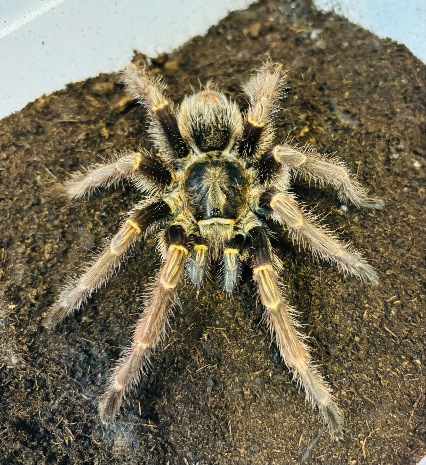 Grammostola pulchripes (RH 6/24)