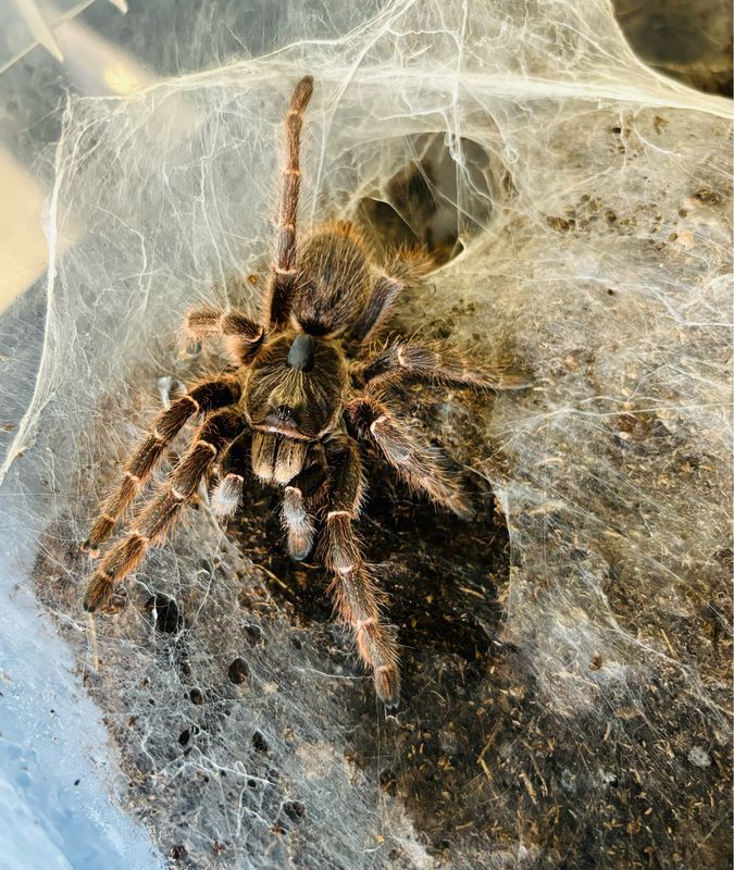 0.1 Ceratogyrus darlingi (4cm KL)