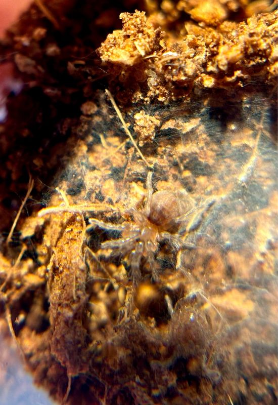 Cyriocosmus perezmilesi (0,8cm KL)