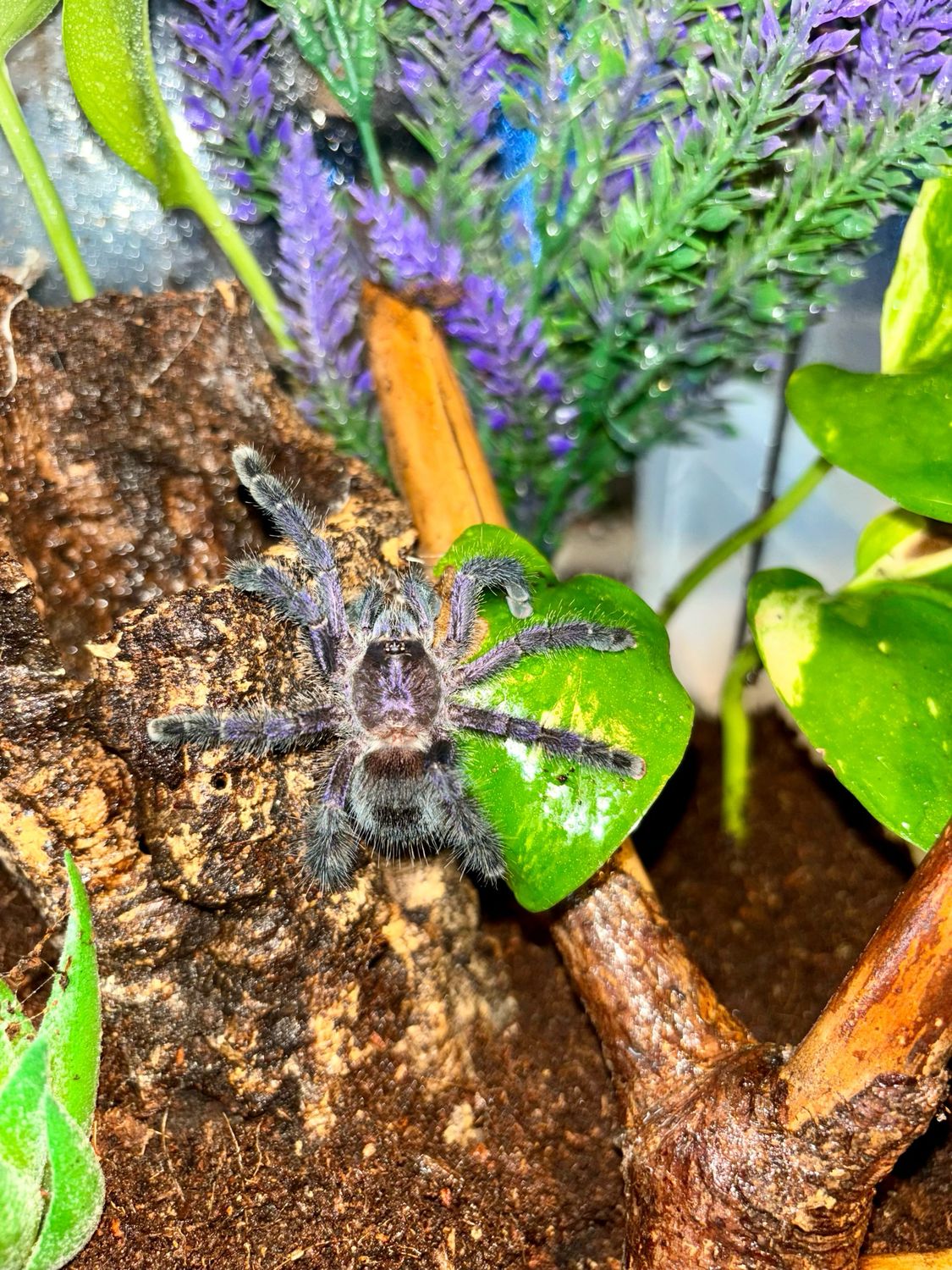 Avicularia purpurea (4,5cm KL)