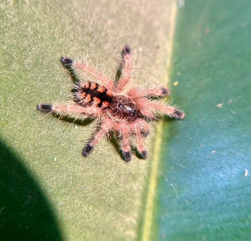 Avicularia minatrix (1cm KL)