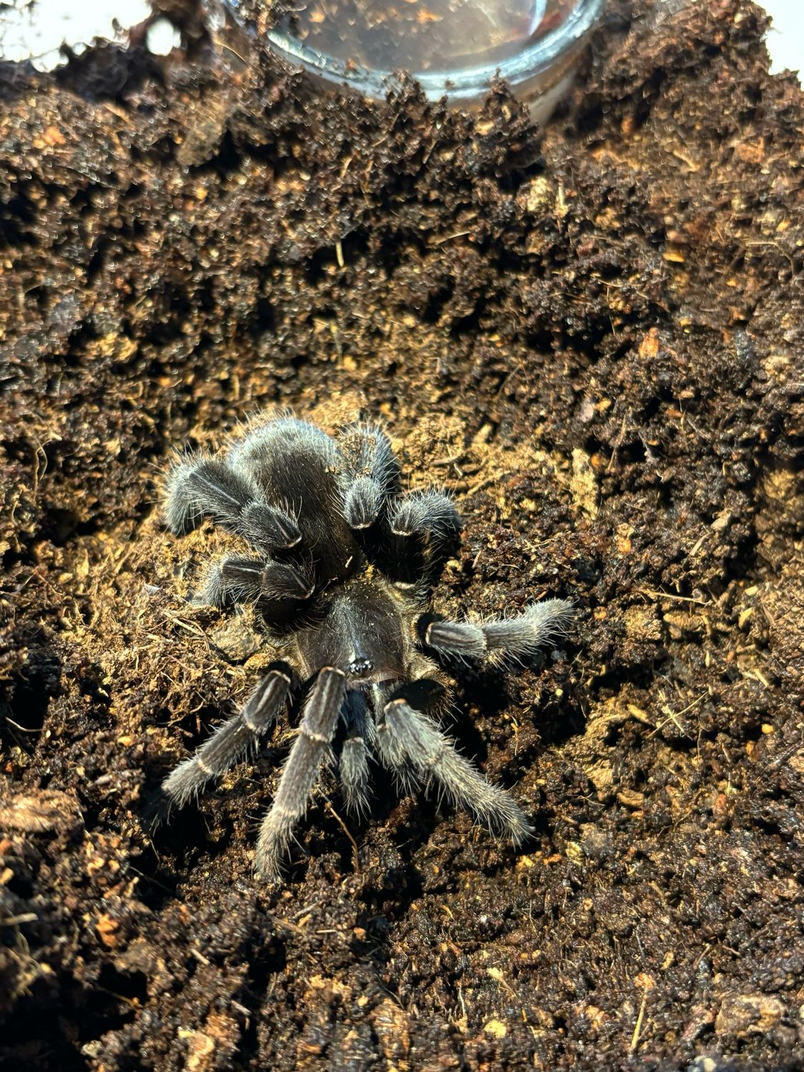 Lyrognathus giannisposatoi (3cm KL)