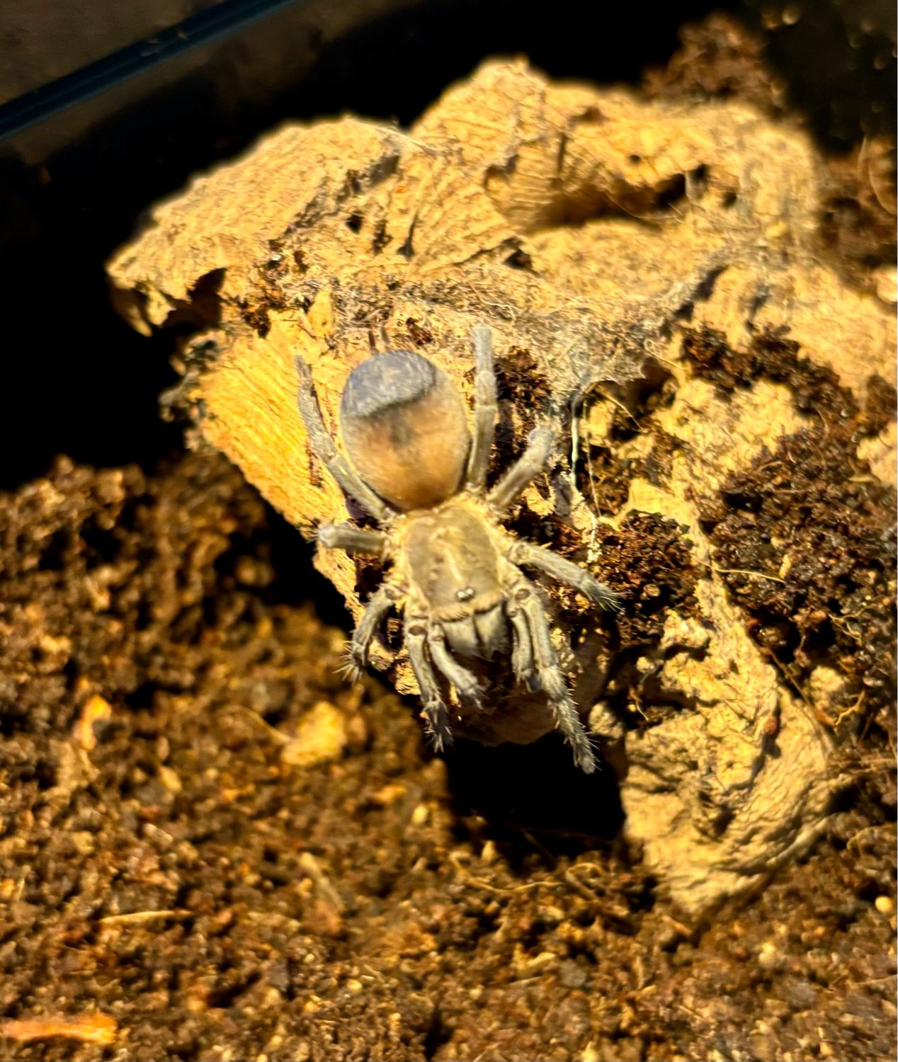 Pseudhapalopus sp. yellow blue (2,5cm KL)