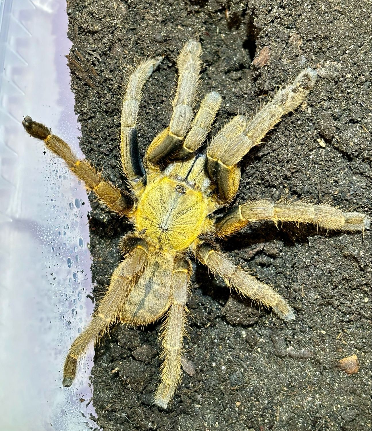 Haplopelma schmidti - Ke bang (6cm KL)