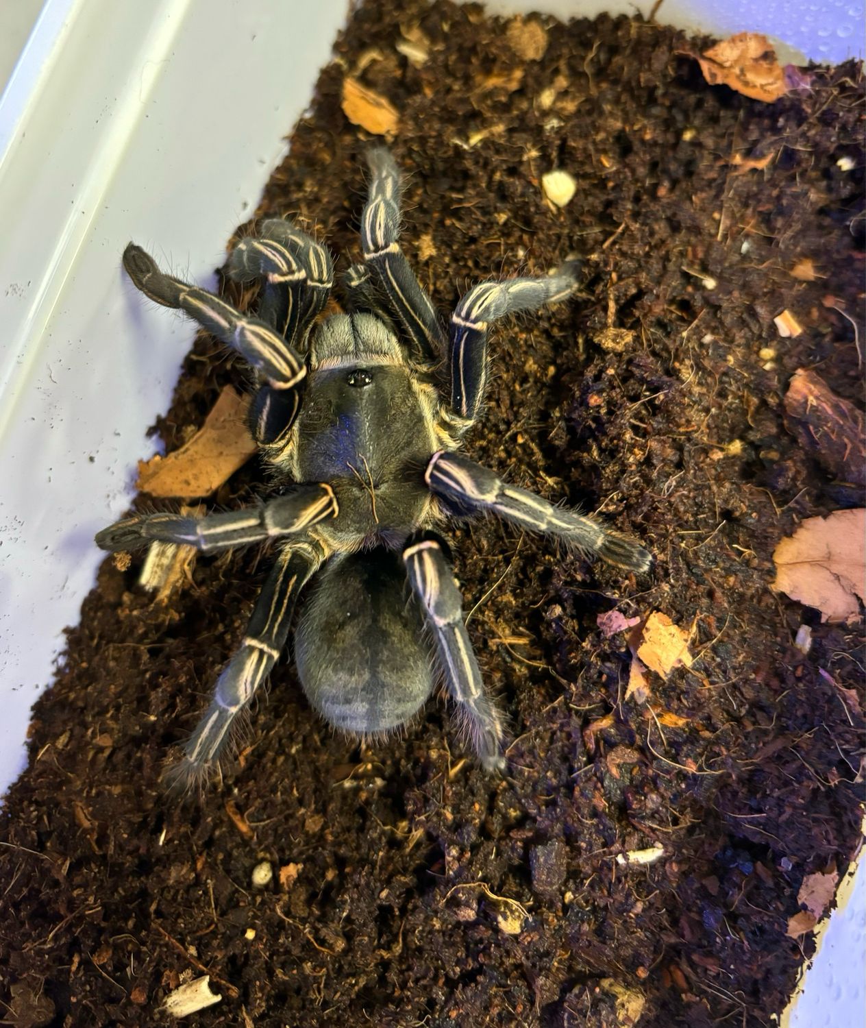 Cyriopagopus albostriatum Ratchasima (6cm KL)