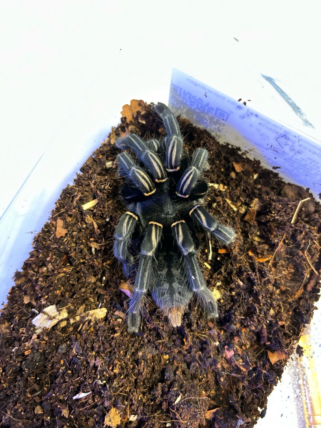 Cyriopagopus albostriatum Ratchasima Nakhon Nayok (6cm KL)