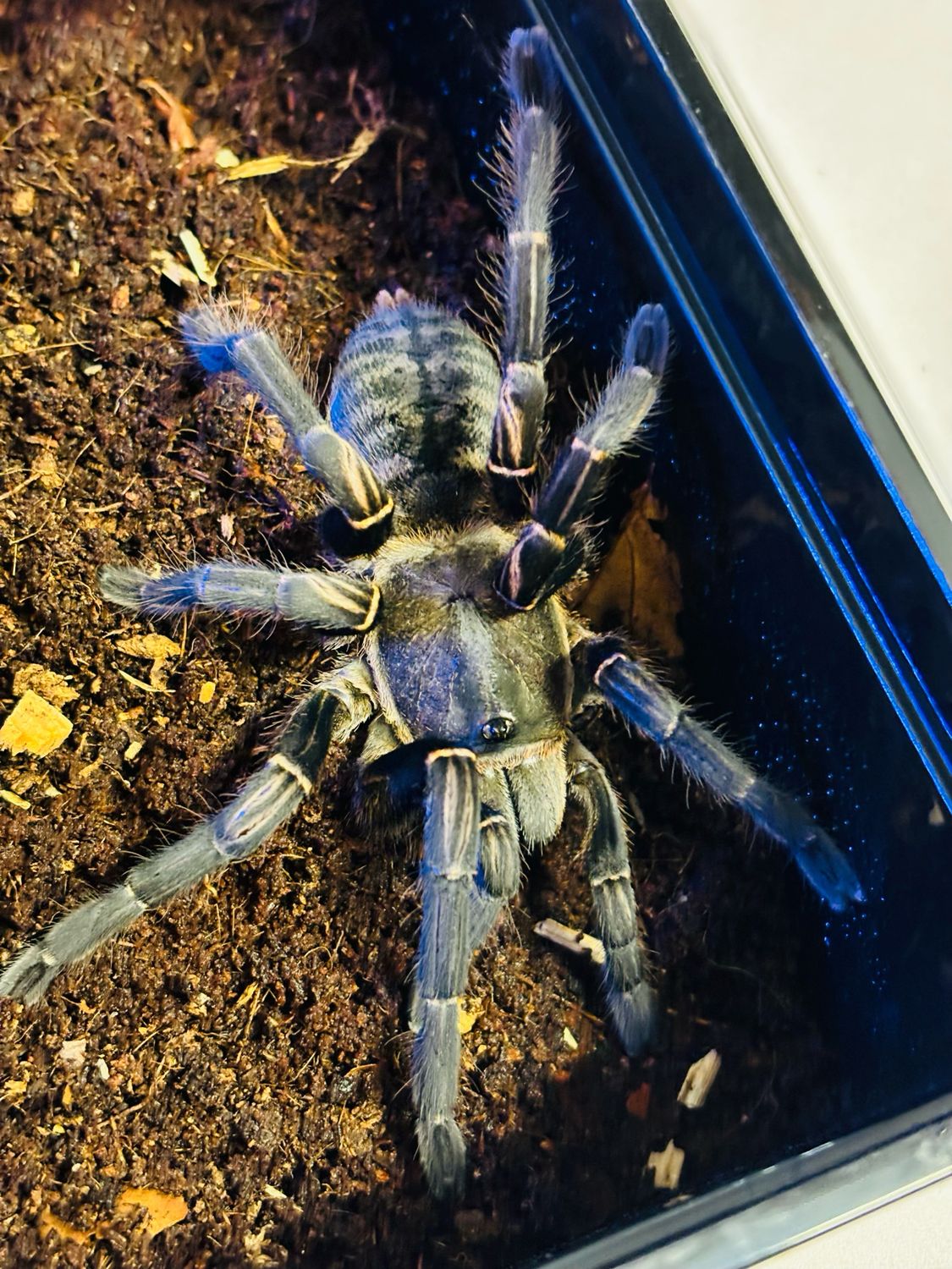 Haplopelma vonwirthi (6cm KL)