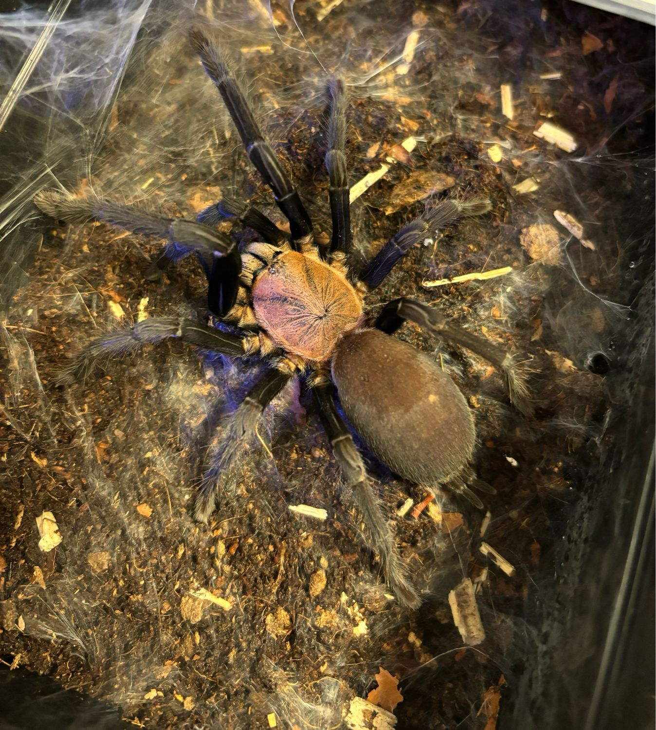 Orphnaecus (Selenocosmiinae) sp. kordillera (5,5cm KL)