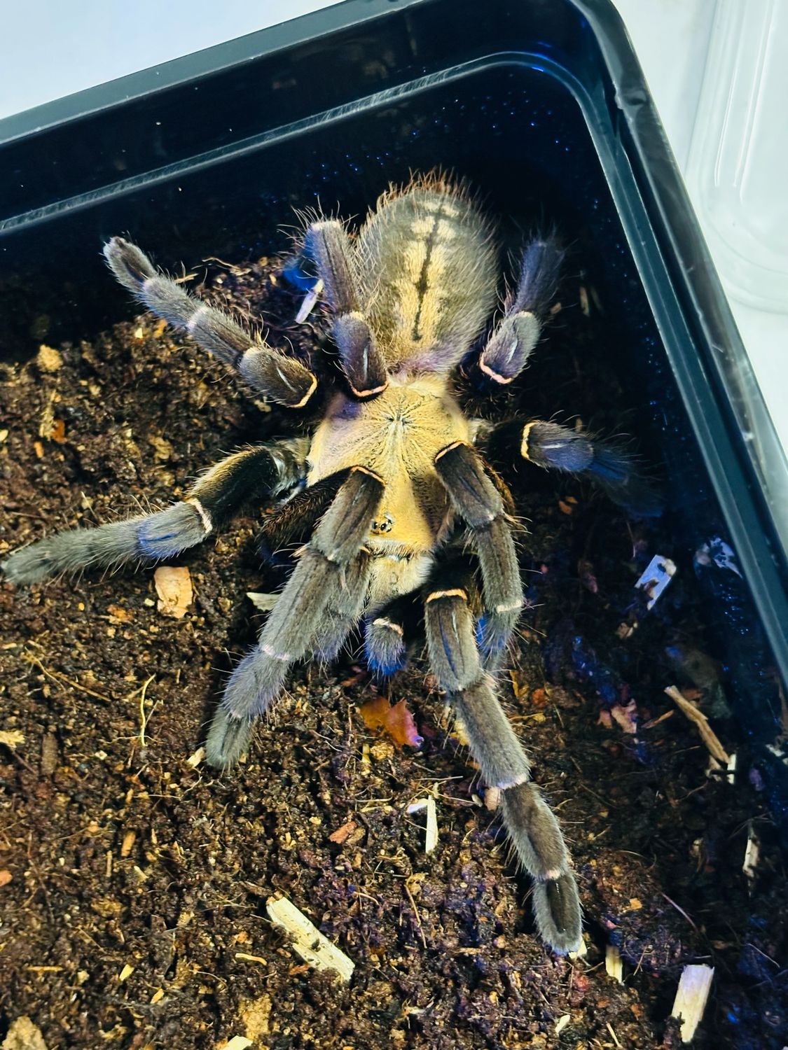 Haplopelma sp. Bach Ma (5cm KL)