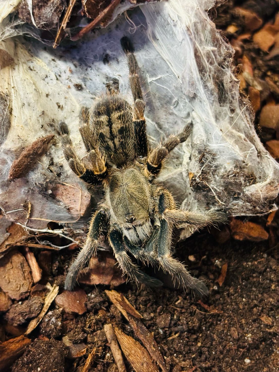 Ornithoctoninae sp. veronica (2,5cm KL)
