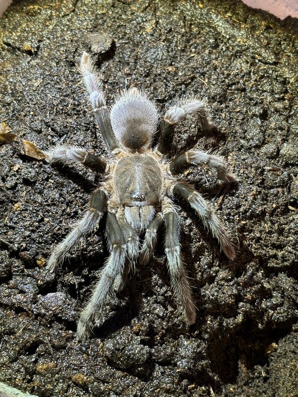 Selenocosmia javanensis (4,5cm KL)