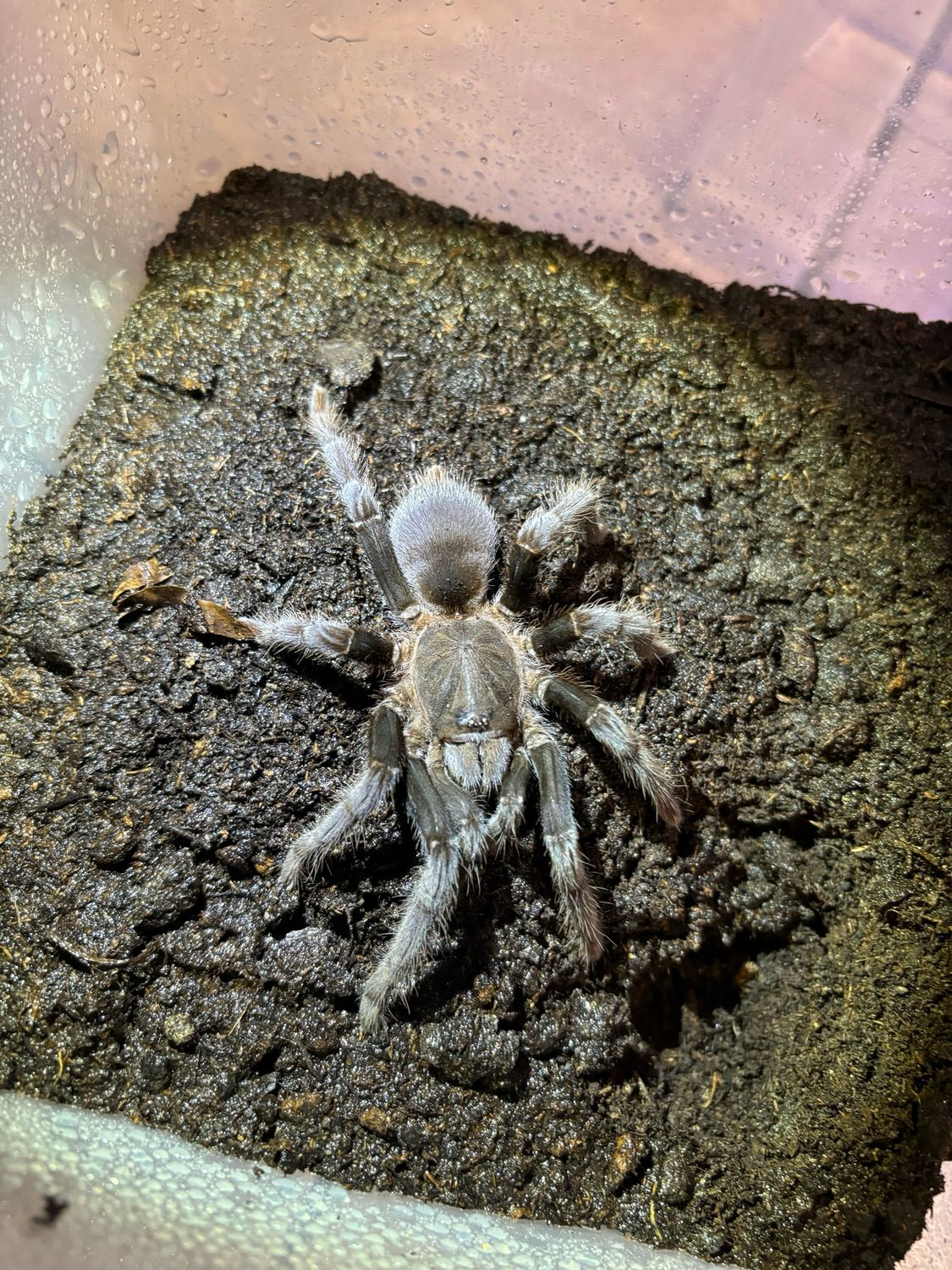 Selenocosmia javanensis (4,5cm KL)