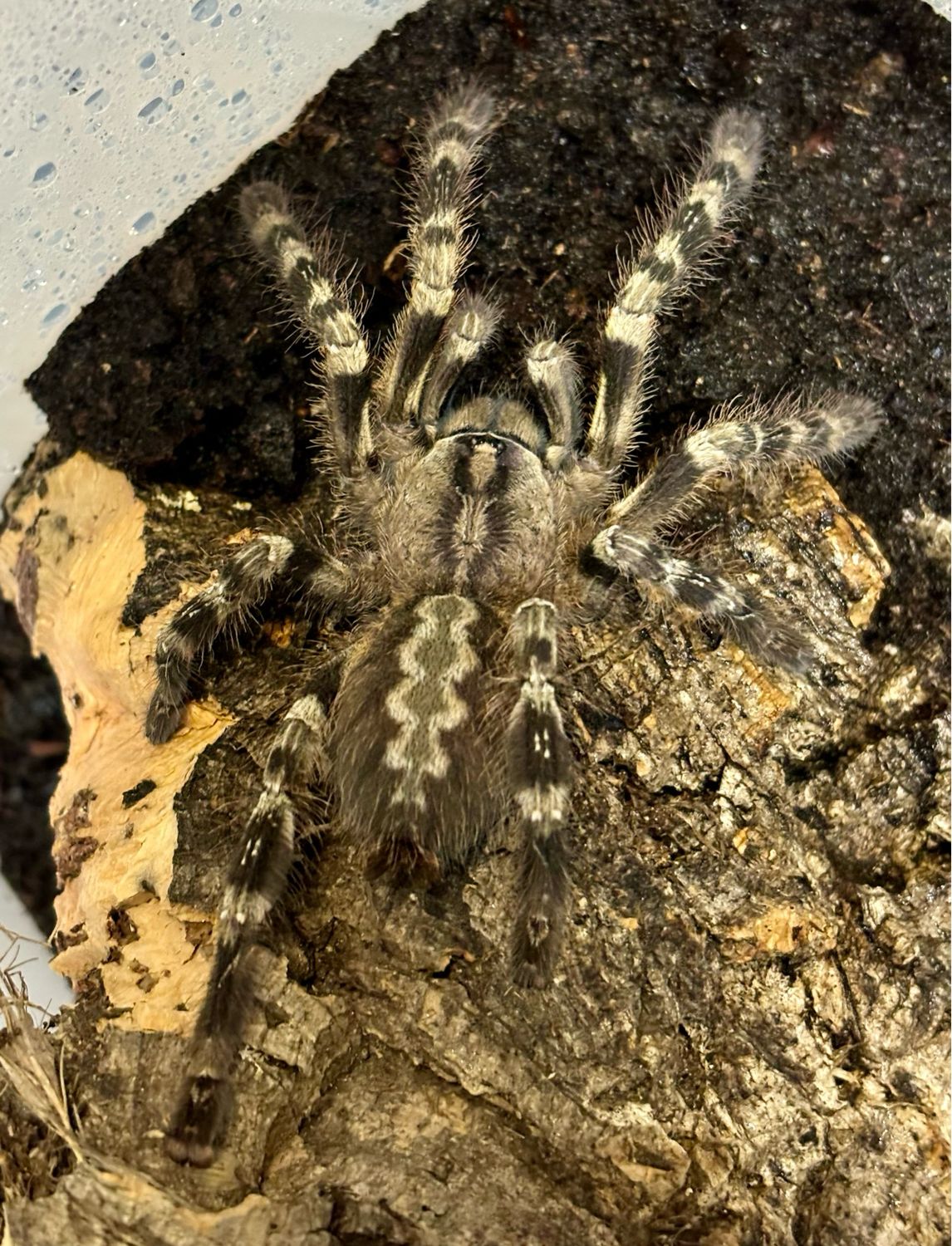 Poecilotheria hanumavilasumica (5cm KL)
