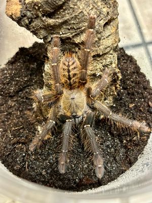 Phormingochilus sp. akcaya (3,5cm KL)