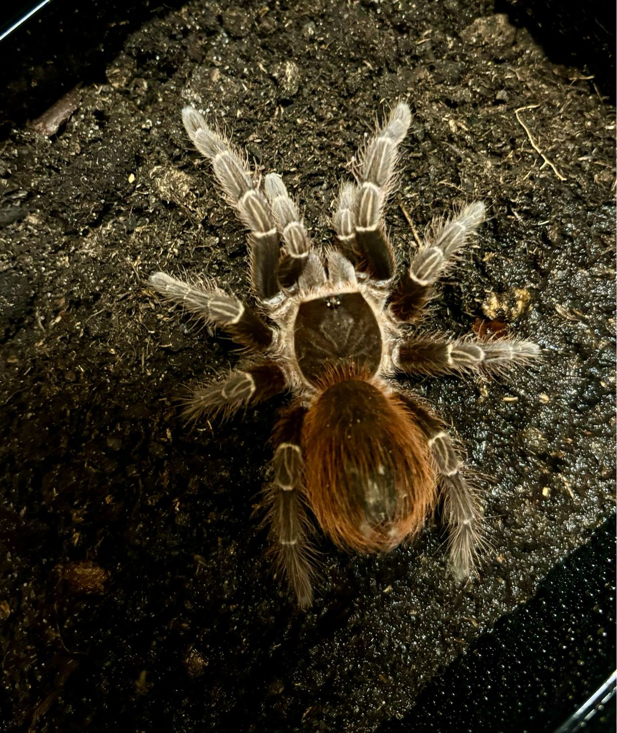 Acanthoscurria chacoana (4cm KL)