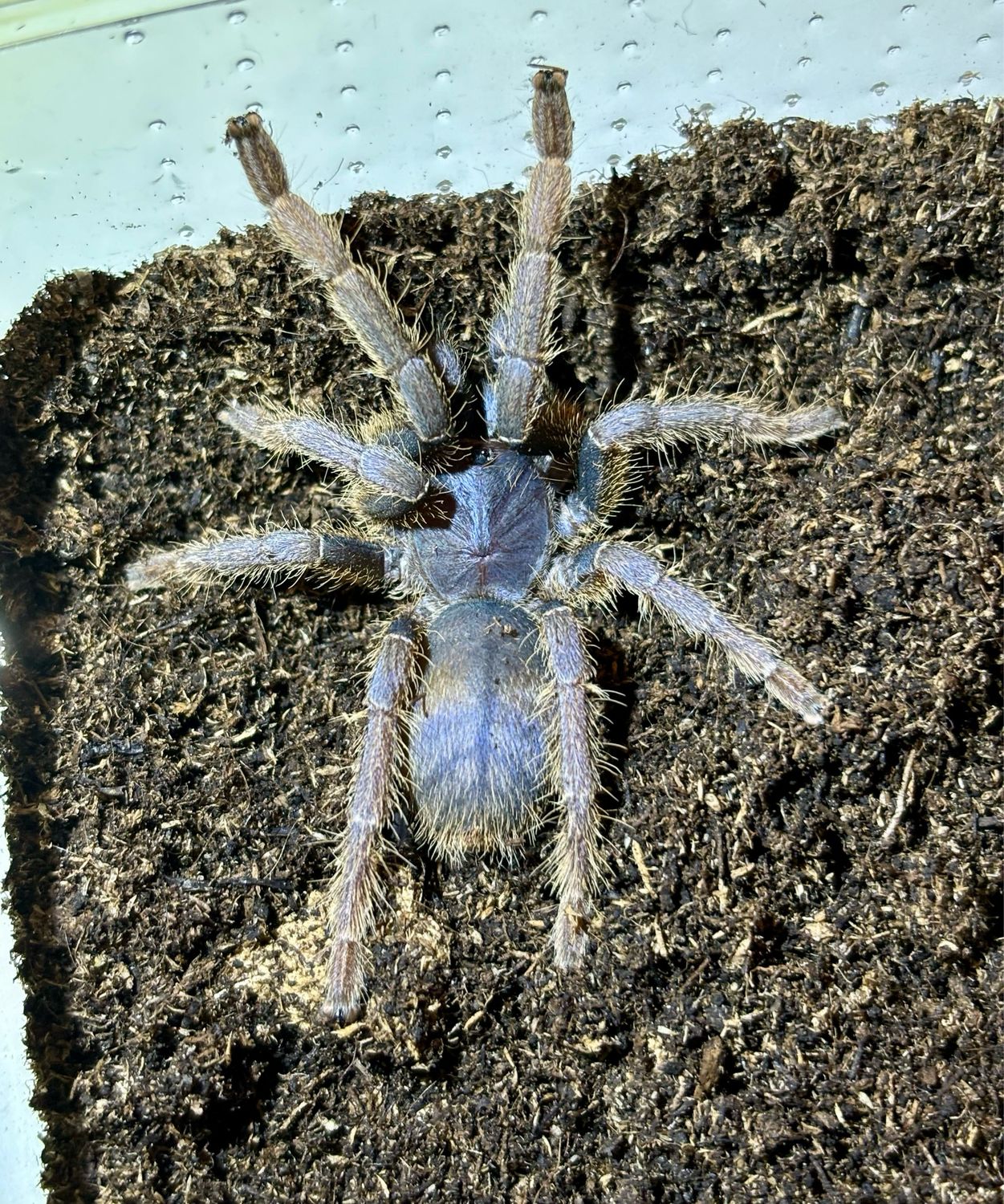 Ornithoctoninae sp. Vietnam Silver (3cm KL)