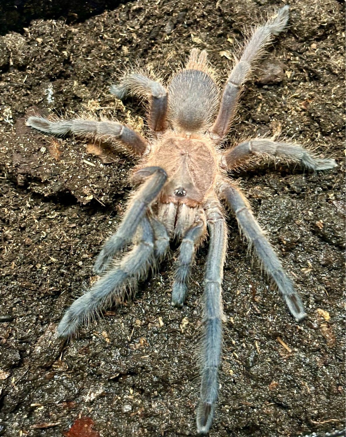 Chilobrachys sp. Kaeng Krachan (3cm KL)