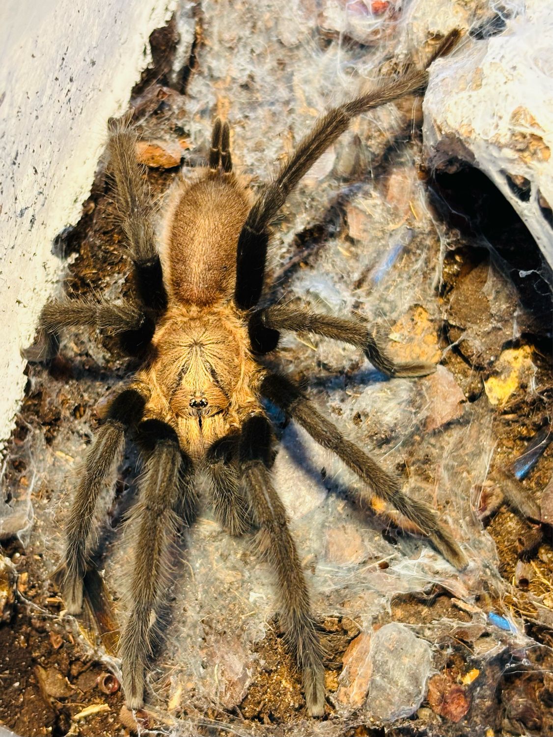 Birupes simoroxigorum (RH 9/24)