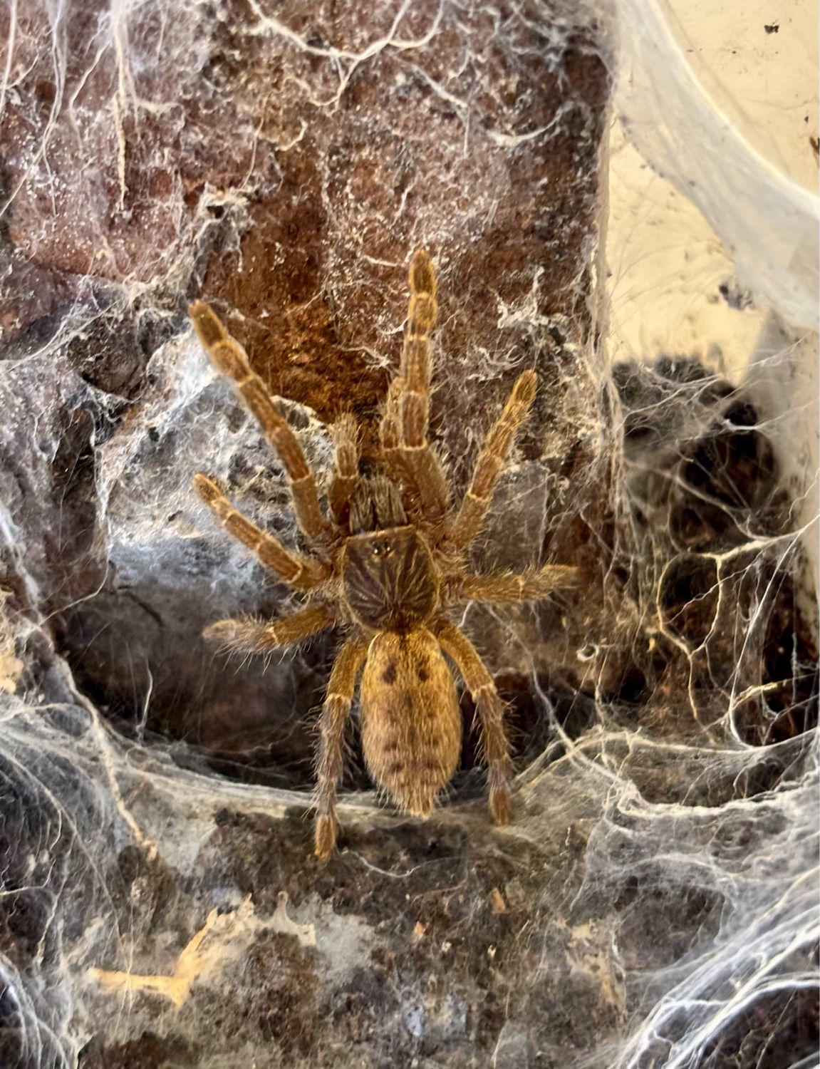 Pterinochilus lugardi (2cm KL)