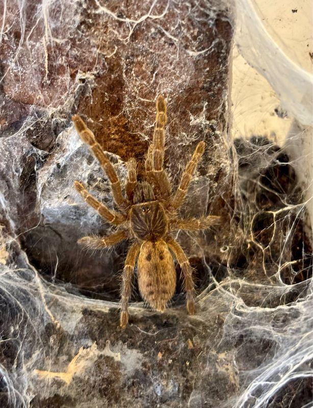 Pterinochilus lugardi (3,5cm KL)
