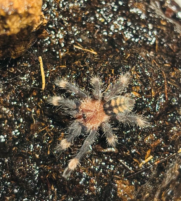Psalmopoeus irminia (1,2cm KL)