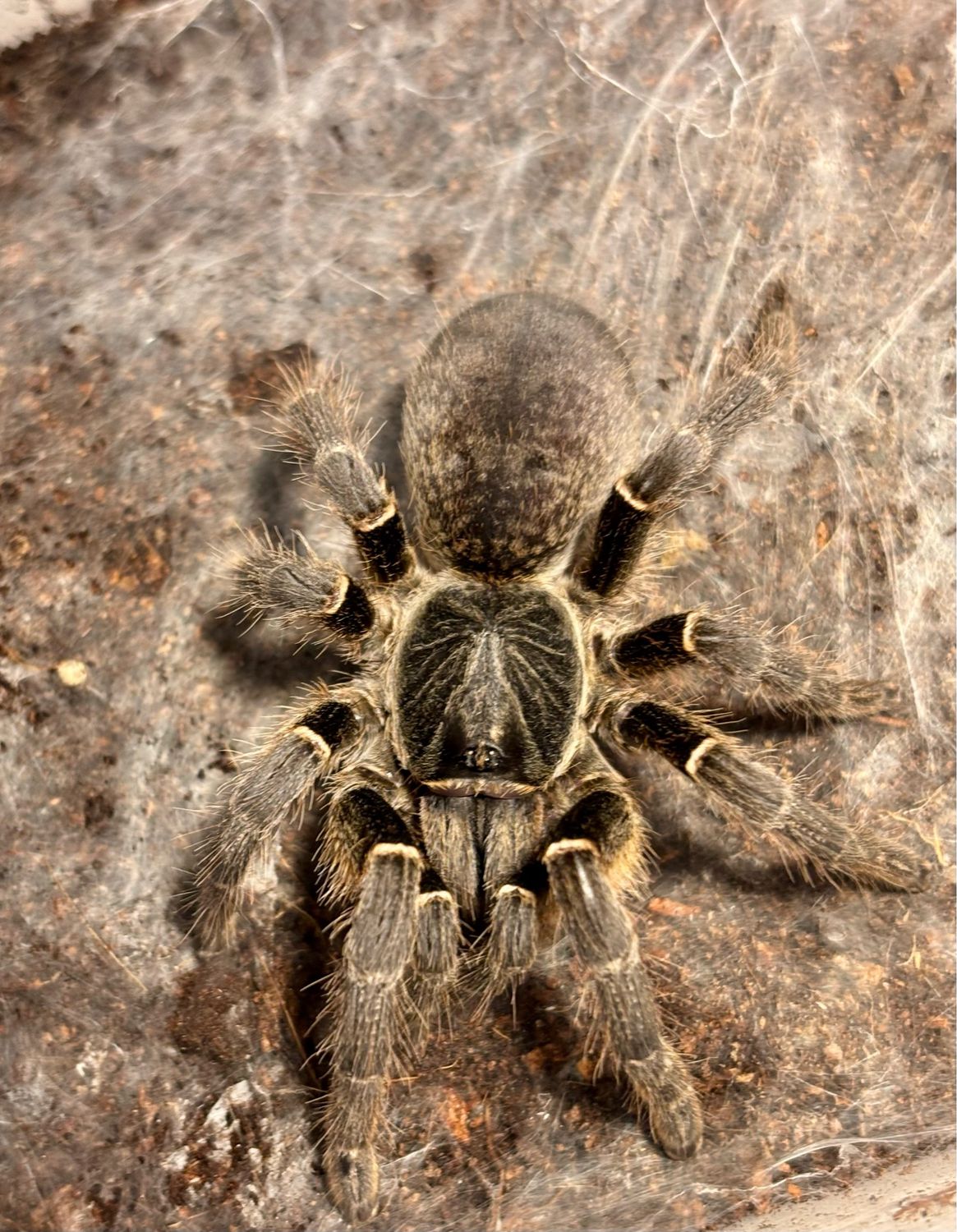 Pterinochilus sp. arusha (4,5cm KL adult)