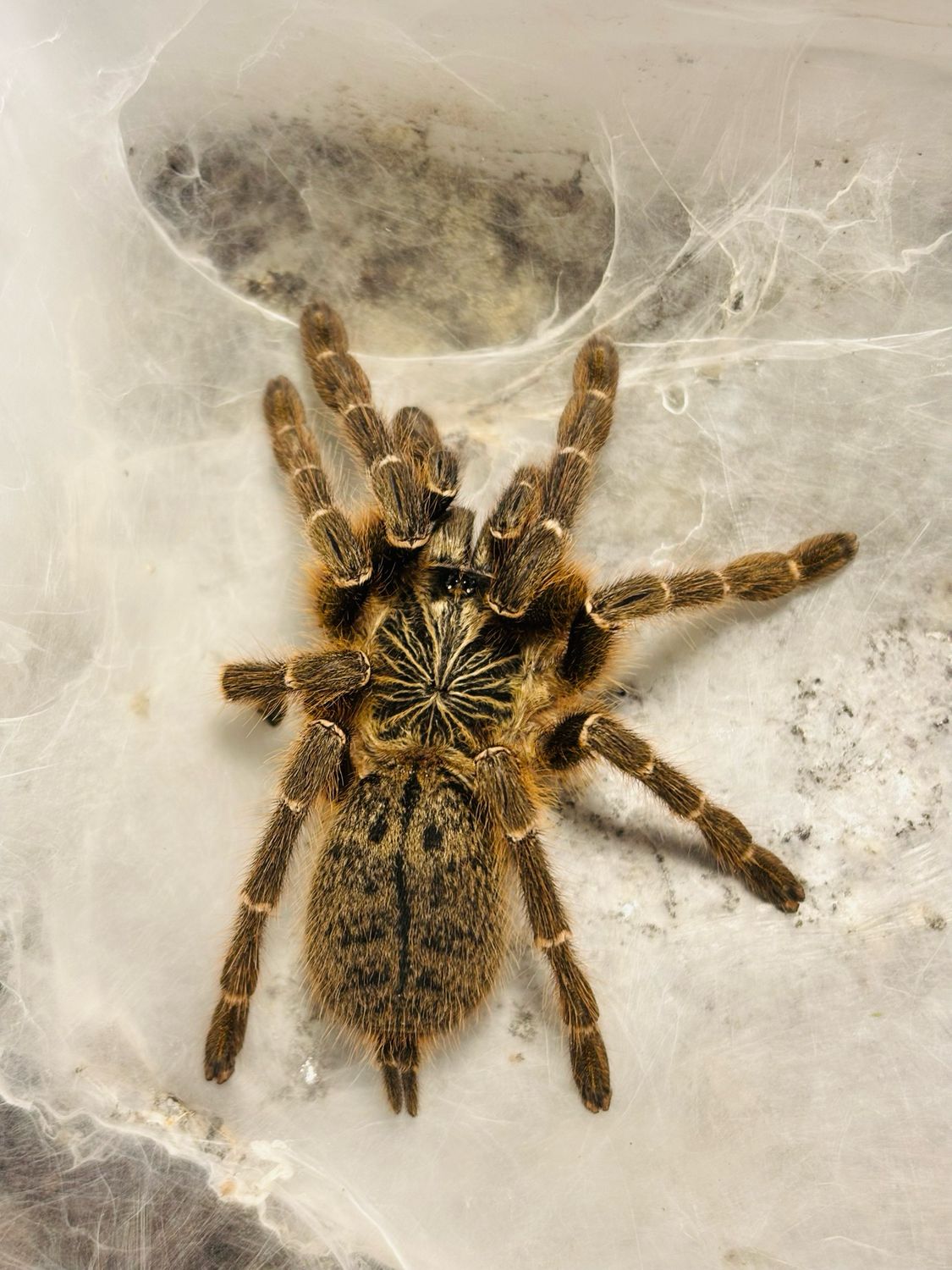 Pterinochilus murinus dcf (5cm KL)