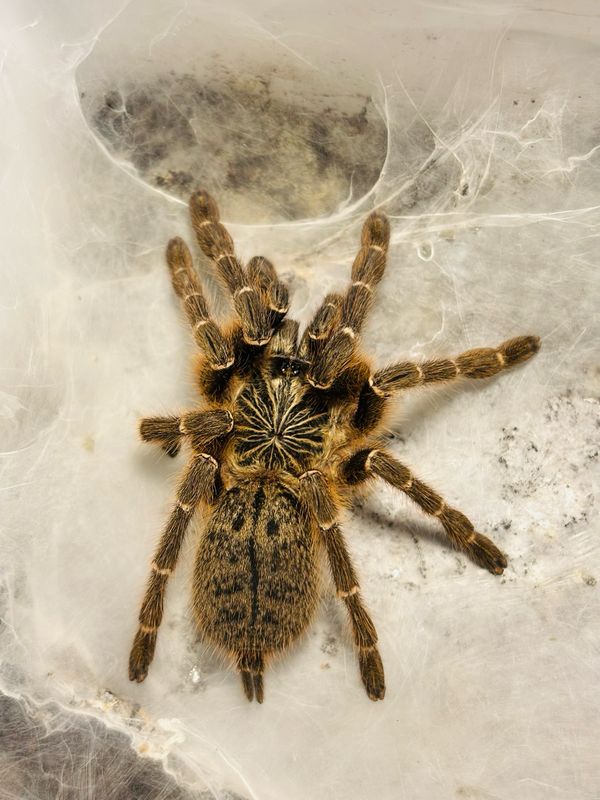Pterinochilus murinus dcf Kigoma (5cm KL)
