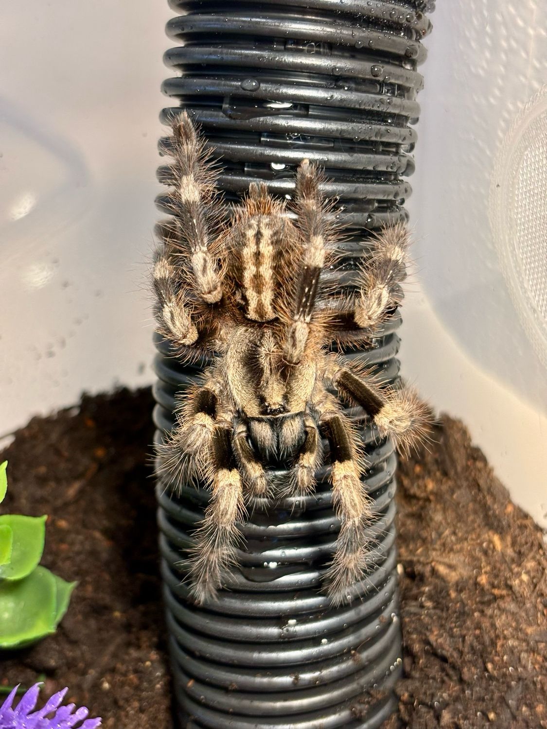 Poecilotheria miranda (3,5cm KL)