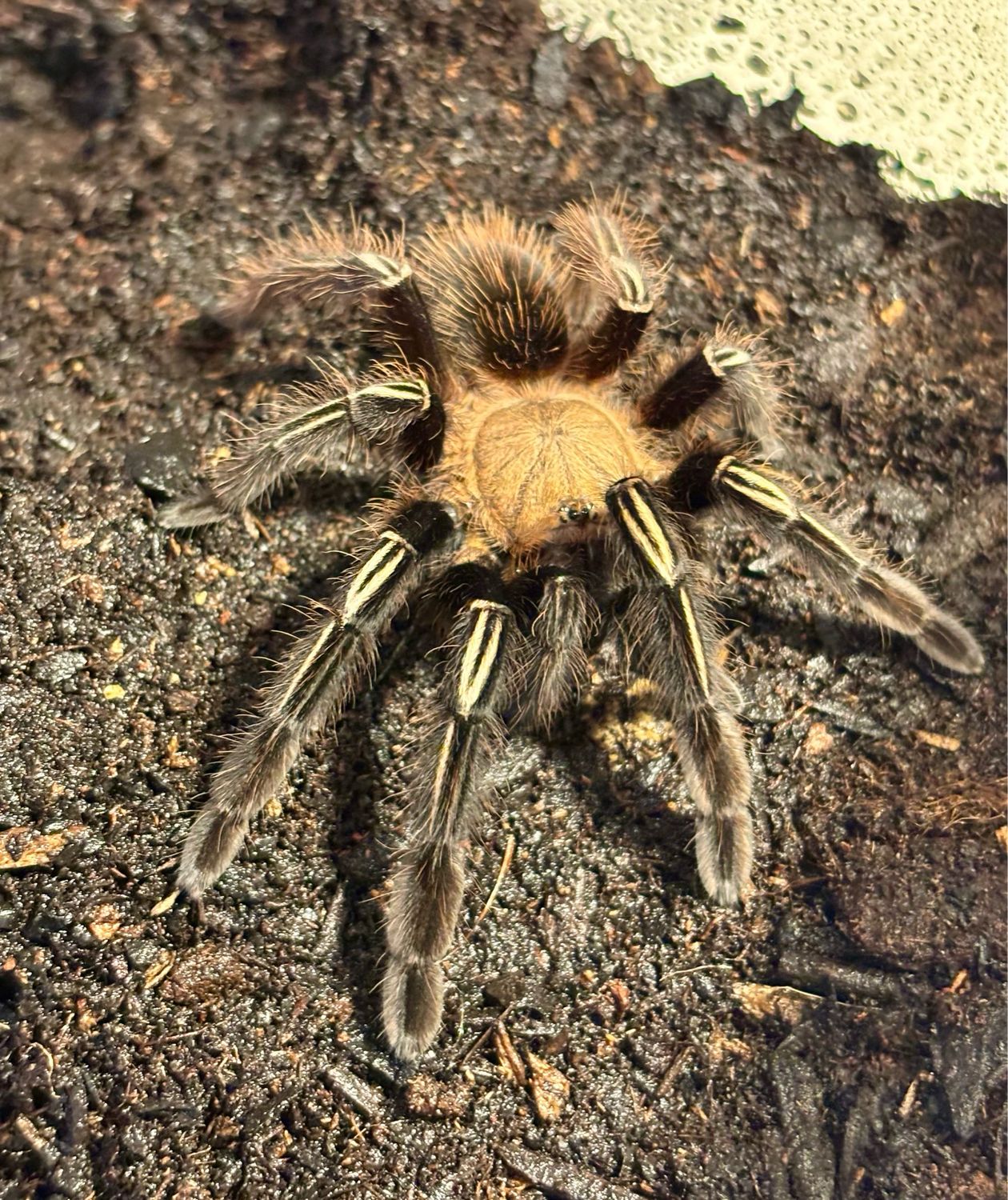 Ephebopus murinus (3,5cm KL)