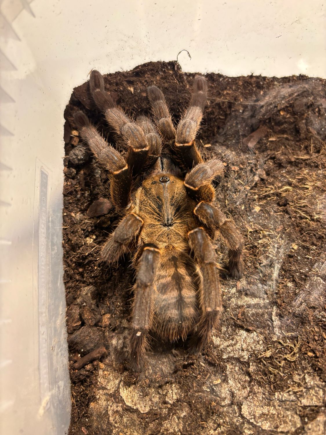 Ornithoctoniae sp. Binh Thuan (6cm KL)