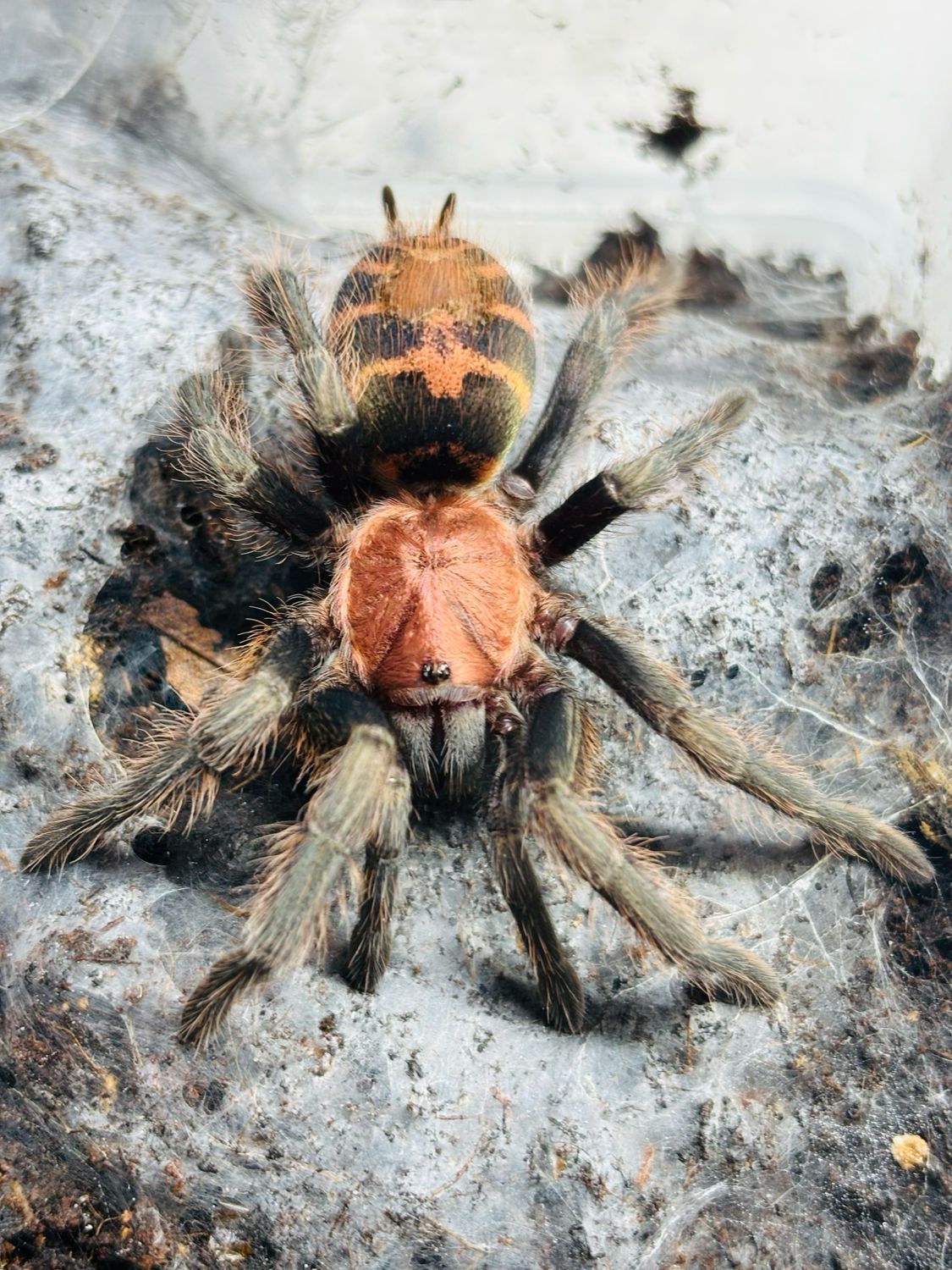 Davus pentaloris (3,5cm KL)