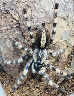 Poecilotheria formosa (5cm KL)