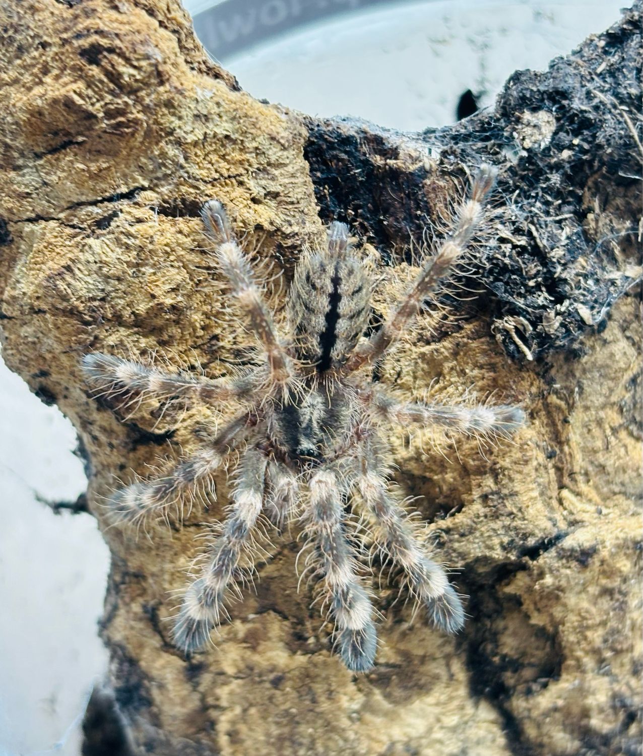 Poecilotheria sp. lowland (2cm KL)