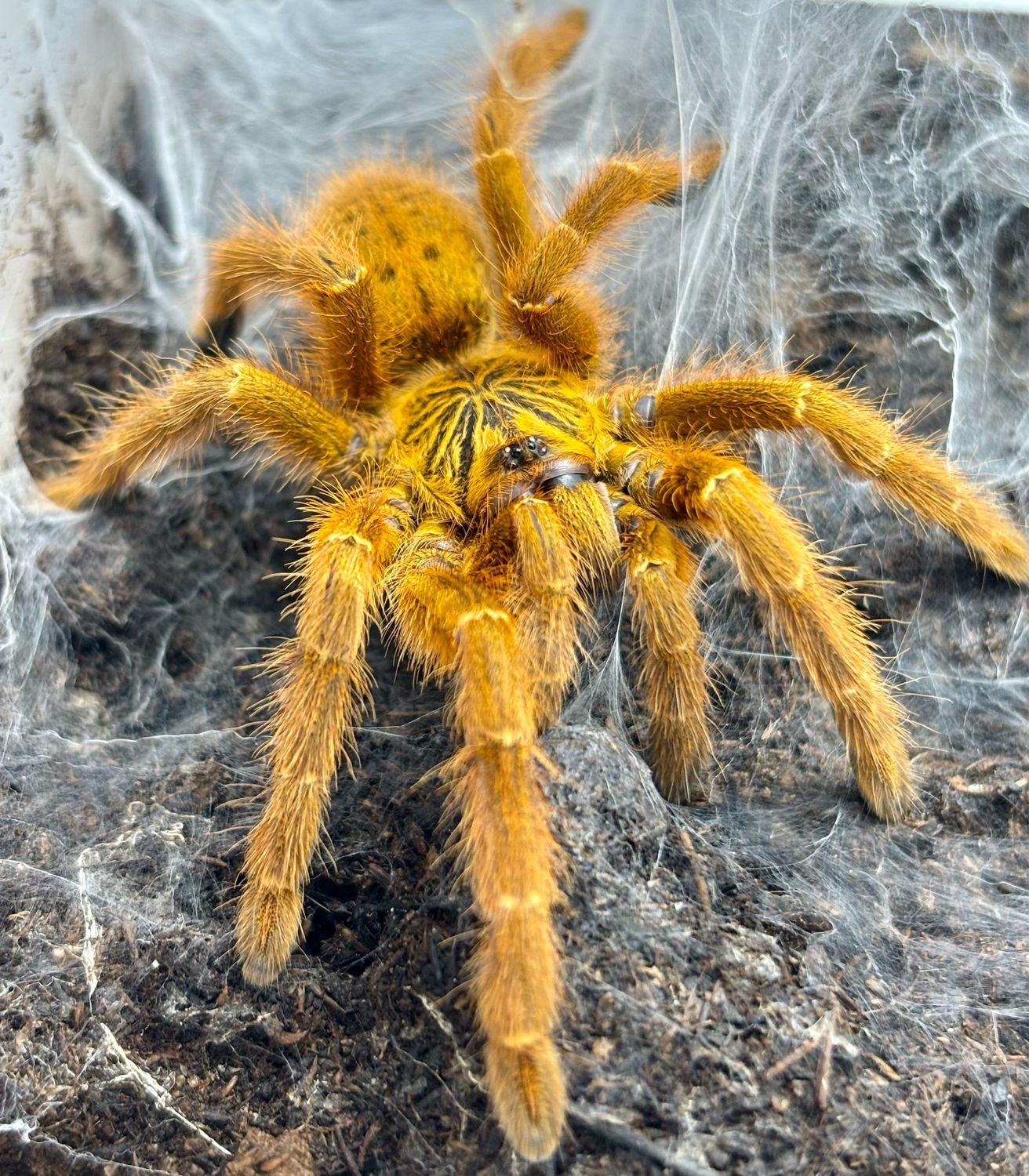 Pterinochilus Murinus usambara (4cm KL)