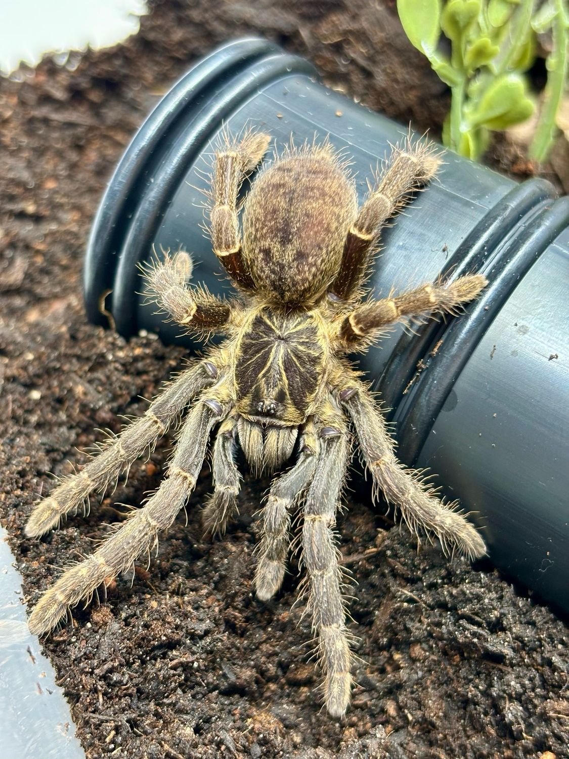 Pterinochilus chordatus (4cm KL)