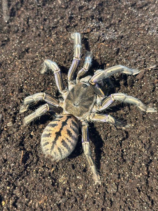 Cyriopagopus albostriatus ratchaburi (3cm KL)