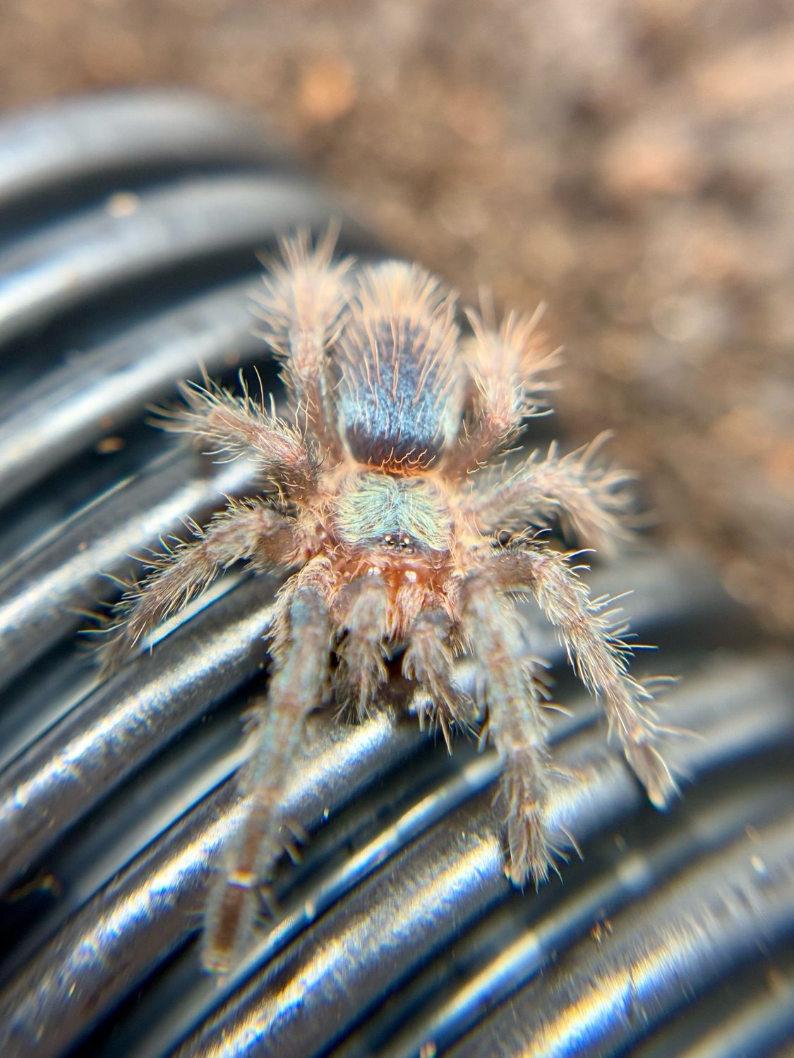 Dolichothele diamantinensis (1,5cm KL)