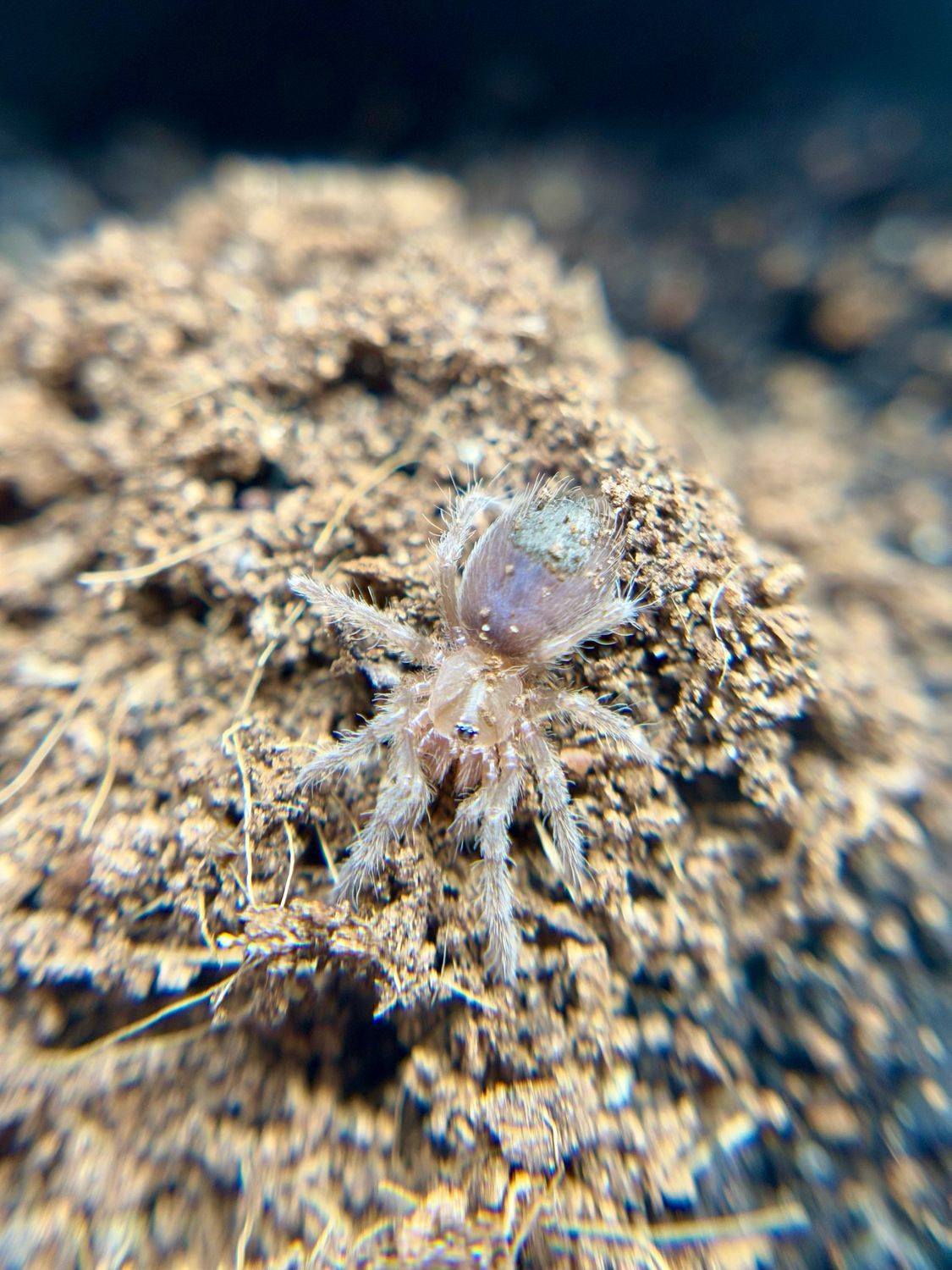 Citharognathus tongmianensis (2/3 FH)