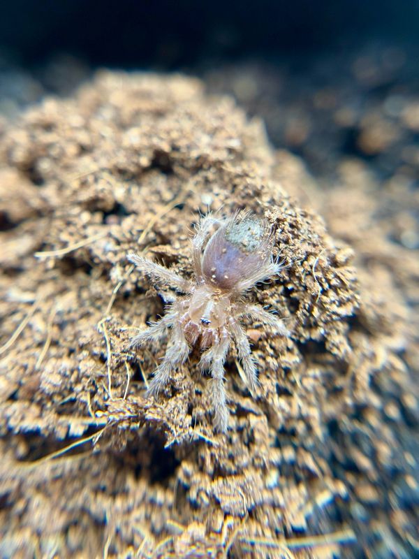 Citharognathus tongmianensis (2,5cm KL)