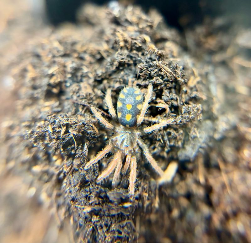 Hapalopus sp. Kolumbien klein (1,5cm KL)