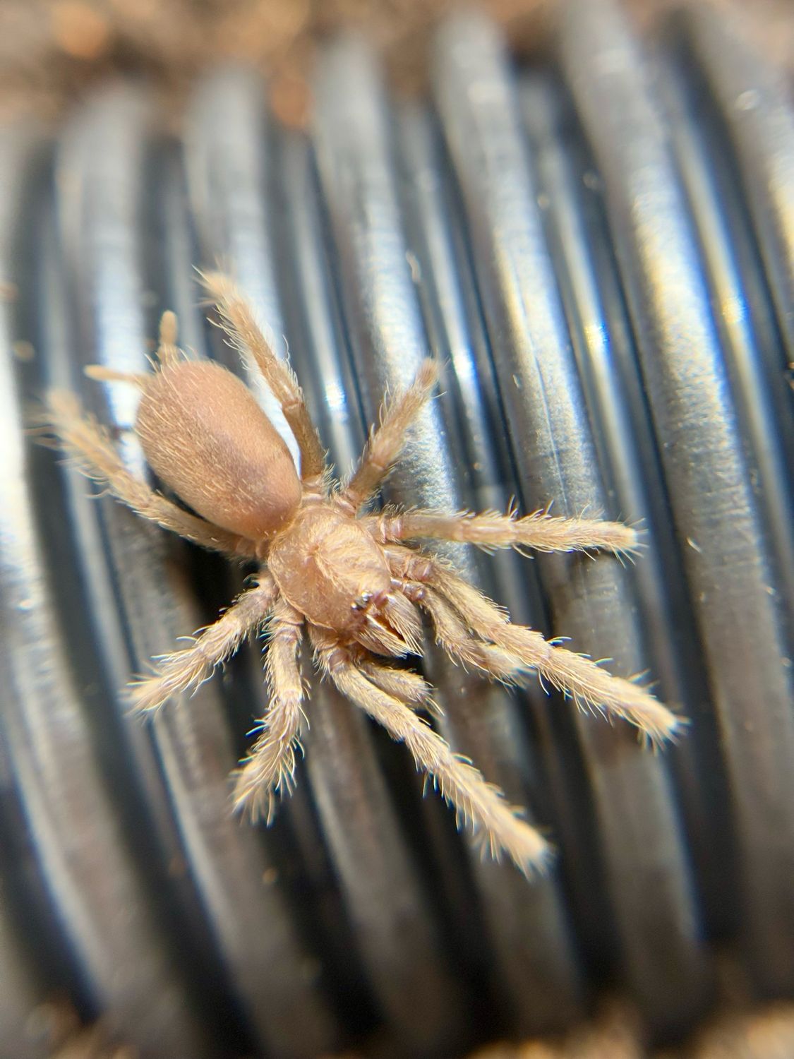 Haplocosmia sp. black femur (1,5cm KL)