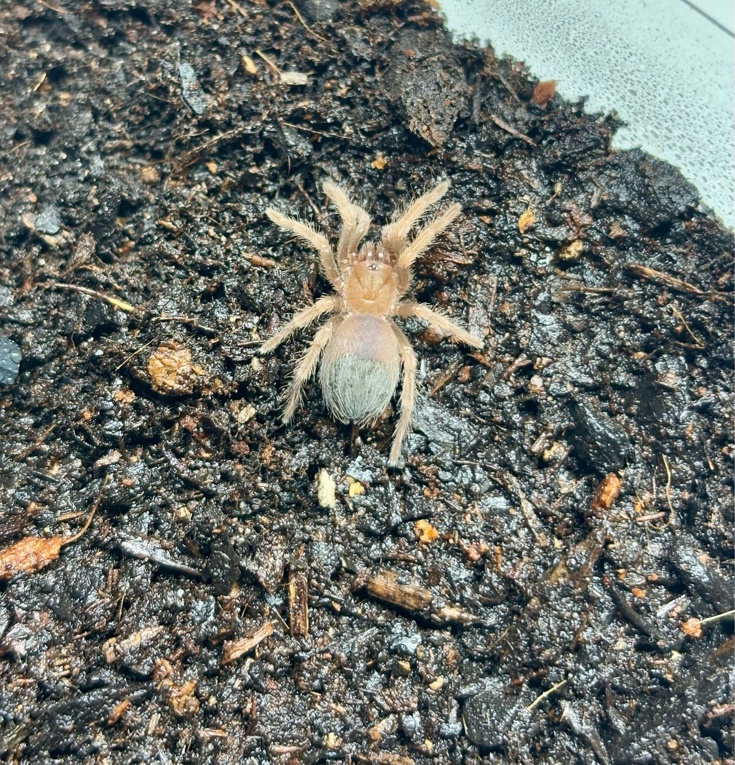 Brachypelma boehmei (2,5cm KL)